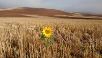 Sunflower in field